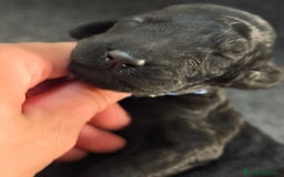 Caniche Gigante perros en venta: Cachorros caniche gigante  - Imagen 3