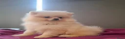 Pomerania perros en venta: POMERANIA - Anuncio 3