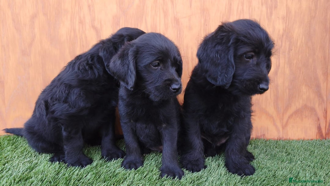 Labradoodle perros en venta: Labradoodle ( precio real y fotos reales) - Imagen 6