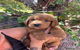 Goldendoodle perros en venta: Goldendoodle  - Imagen 3