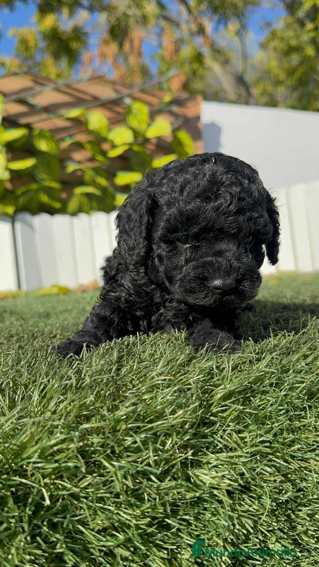 Caniche Toy perros en venta: CANICHE TOY  - Anuncio 14