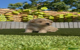 Maltipoo perros en venta: MALTIPOO MACHOS - Imagen 7