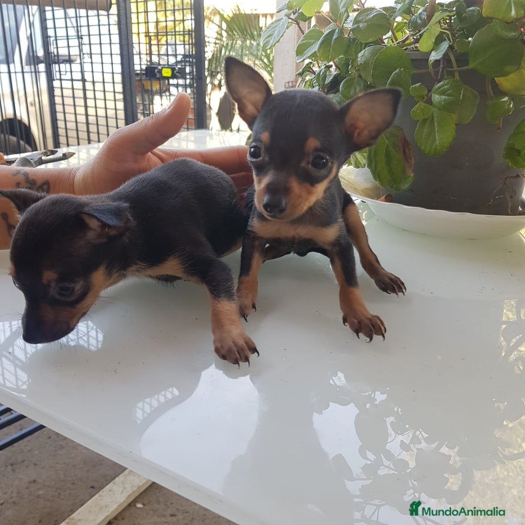 Ratón de Praga perros en venta: Roton de Praga  - Anuncio 2