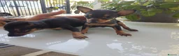 Ratón de Praga perros en venta: Roton de Praga  - Anuncio 2
