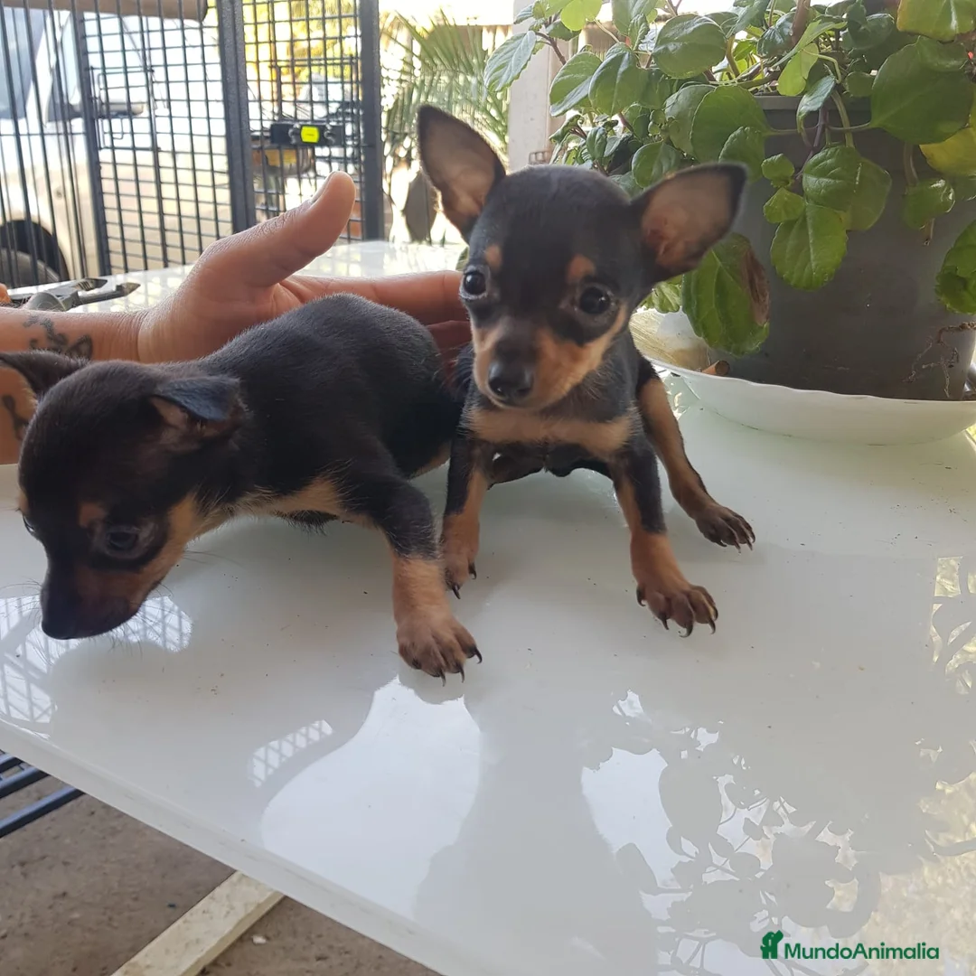 Ratón de Praga perros en venta: Roton de Praga  - Anuncio 2