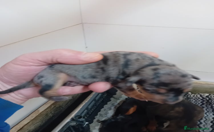 Pinscher Miniatura perros - Propaganda 2