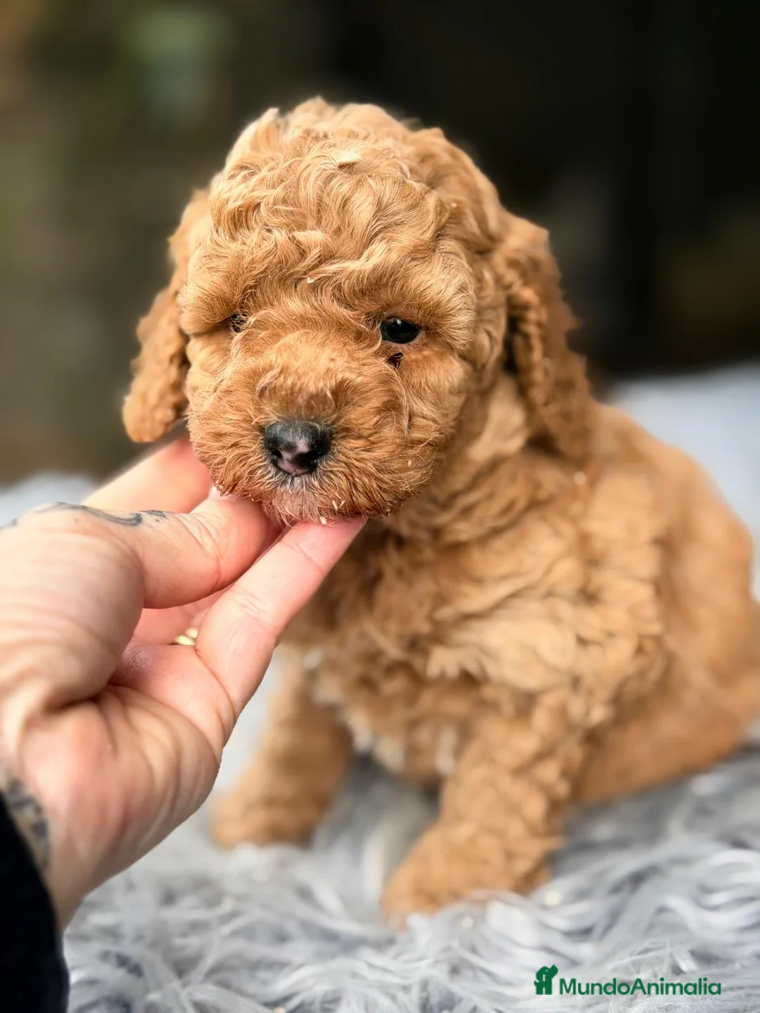 Maltipoo perros en venta: MALTIPOO F2 - Anuncio 5