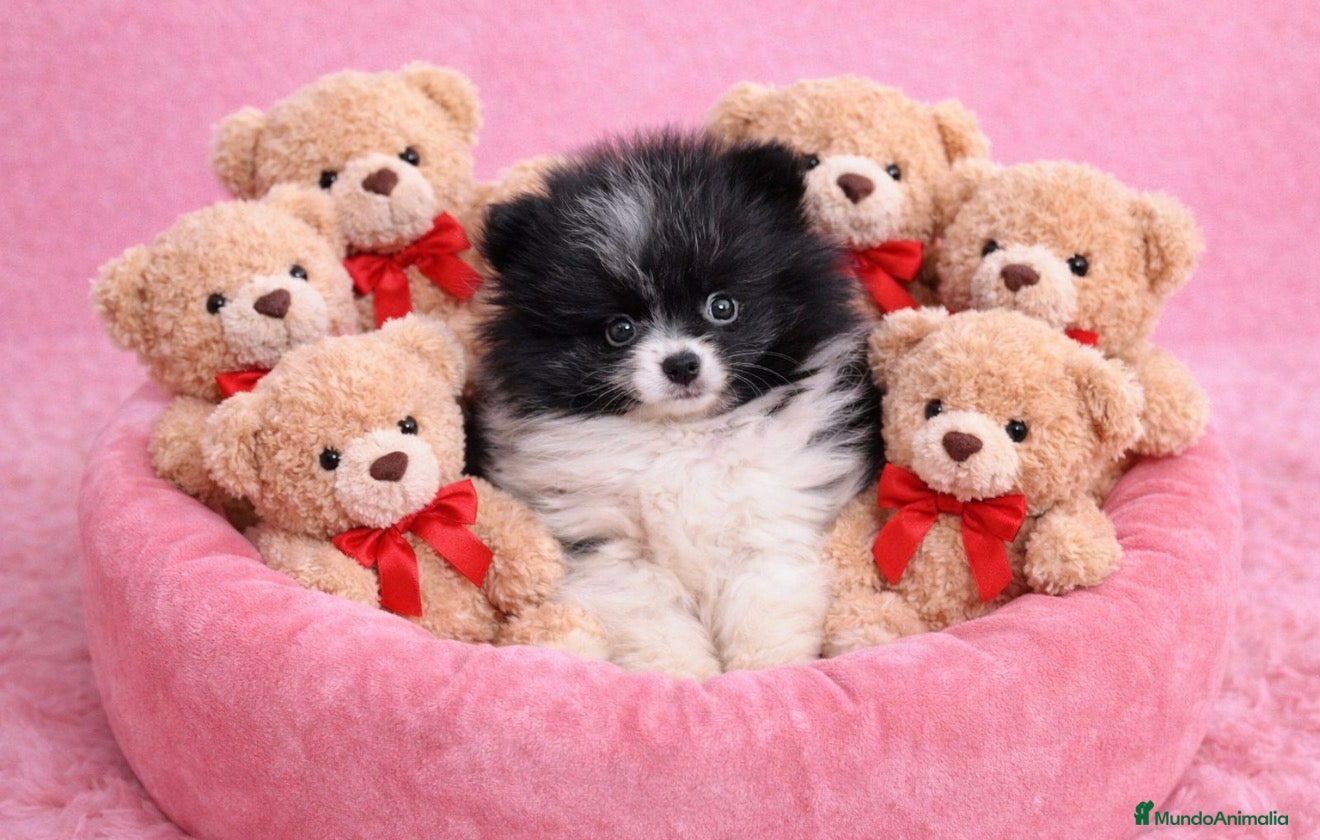 Pomerania perros Pomerania ositos  - Anuncio 2