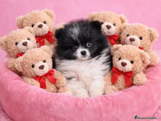 Pomerania perros Pomerania ositos - Anuncio 2