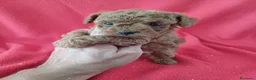 Caniche Enano perros en venta: Caniche Enano  - Anuncio 1