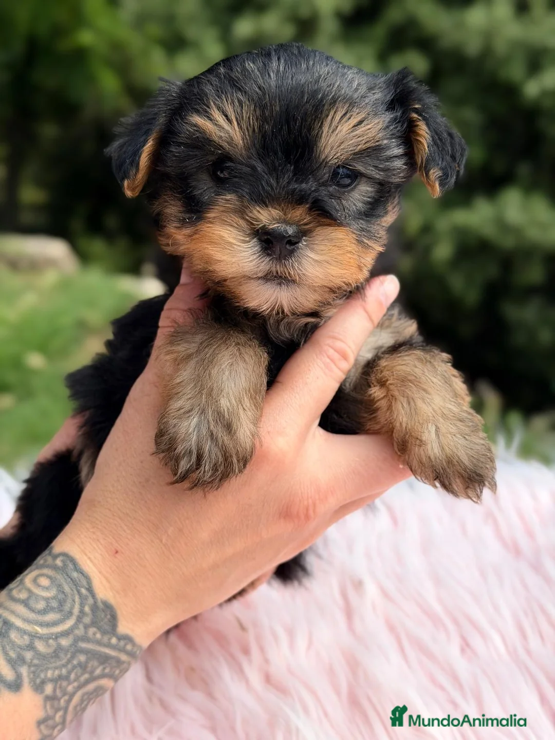Yorkshire Terrier perros en venta: YORKSHIRE HEMBRA NEGRO FUEGO - Anuncio 1