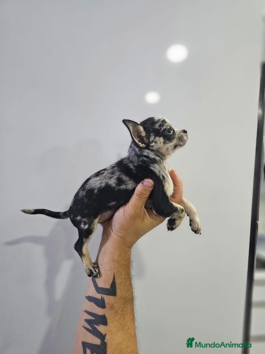 Chihuahua perros en venta: Increíbles chihuahuas toy merles - Imagen 16