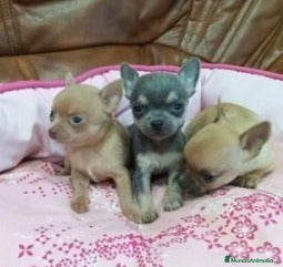 Chihuahua perros CHIHUAHUA toy  - Anuncio 26