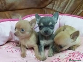 Chihuahua perros CHIHUAHUA toy - Anuncio 12