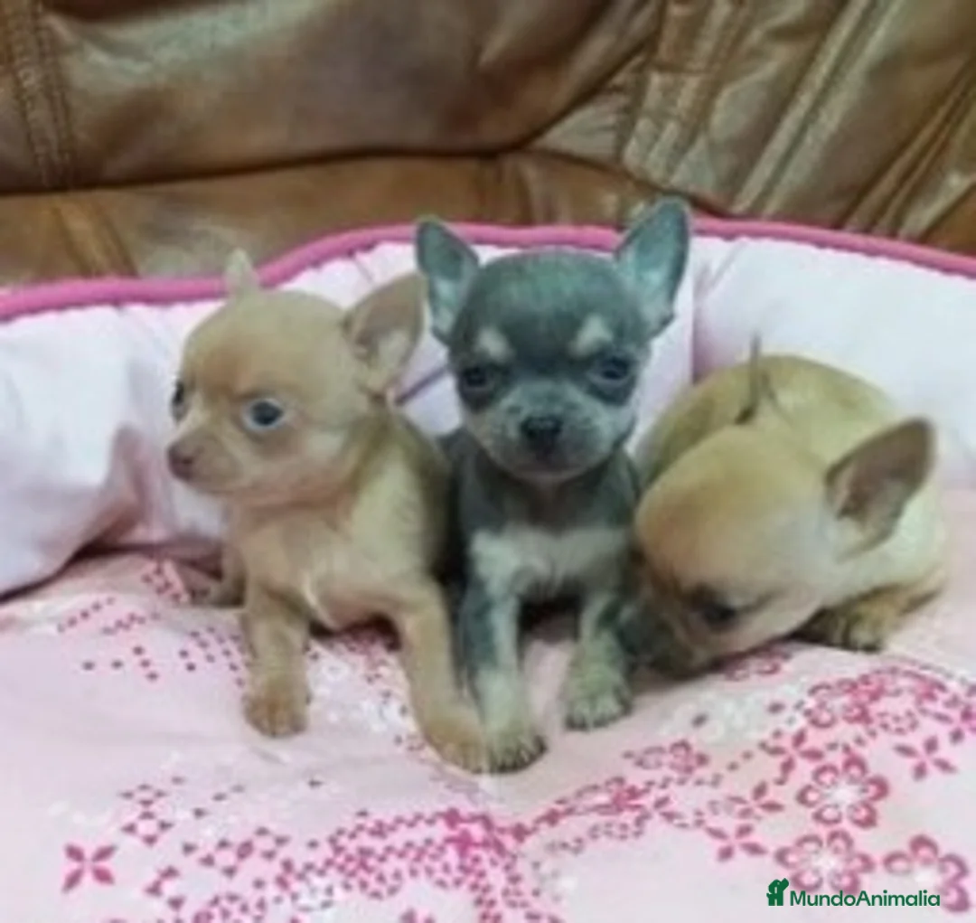 Chihuahua perros en venta: CHIHUAHUA toy  - Anuncio 2