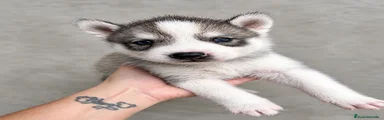 Husky Siberiano 6