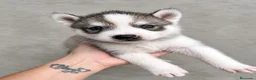 Husky Siberiano perros en venta: HUSKY SIBERIANO  - Anuncio 5