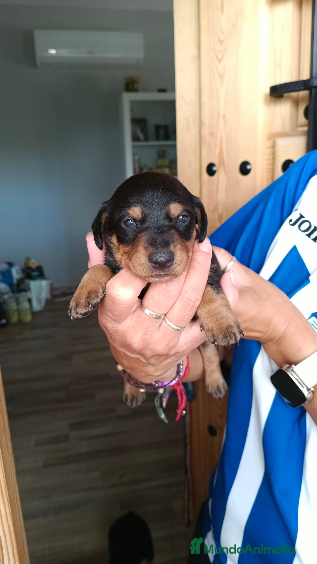 Teckel perros en venta: Macho de teke kaninchen  - Imagen 3