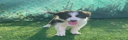Border Collie perros en adopcion: Border collie - Anuncio 8