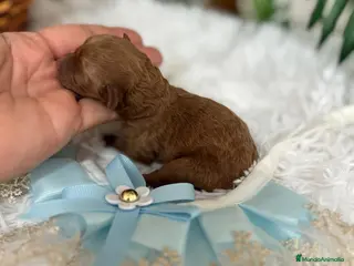 Caniche Toy perros CANICHE TOY MACHO - Anuncio 1