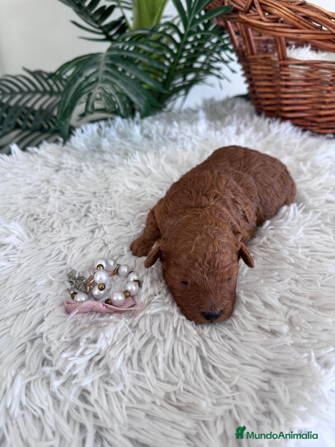 Caniche Toy perros en venta: CANICHE TOY HEMBRA - Anuncio 4