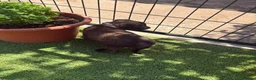 Pastor Belga Malinois perros en venta: PASTOR BELGA MALINOIS - Anuncio 25