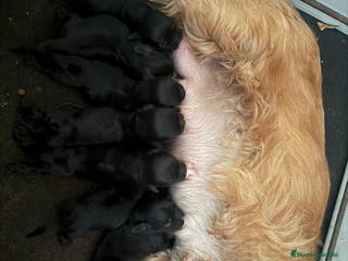 Cocker Spaniel Americano perros Cocker Americano de Carfi - Anuncio 21