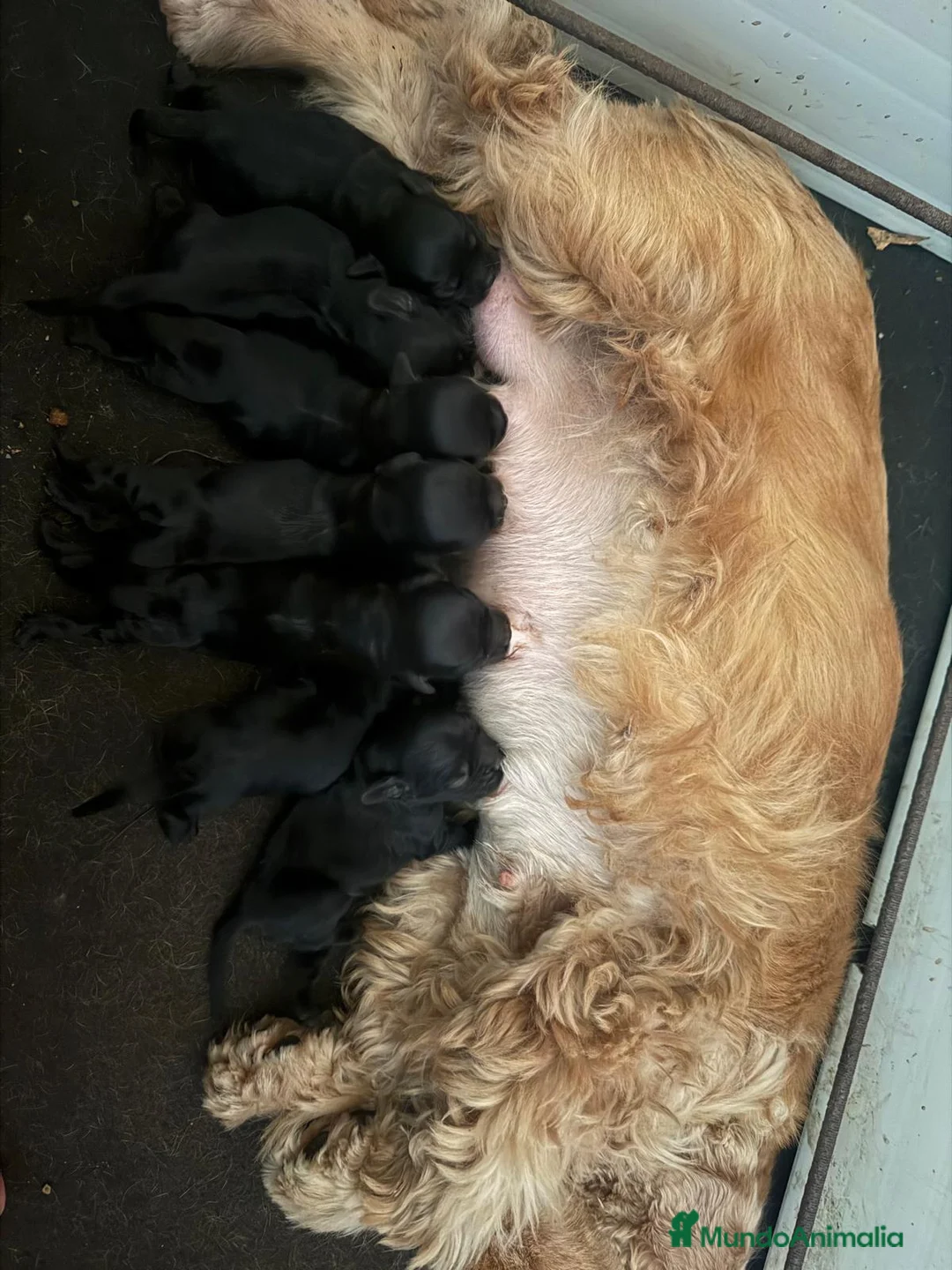 Cocker Spaniel Americano perros en venta: Cocker Americano de Carfi - Anuncio 1