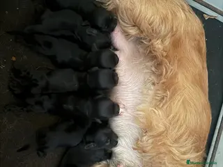 Cocker Spaniel Americano perros Cocker Americano de Carfi - Anuncio 2