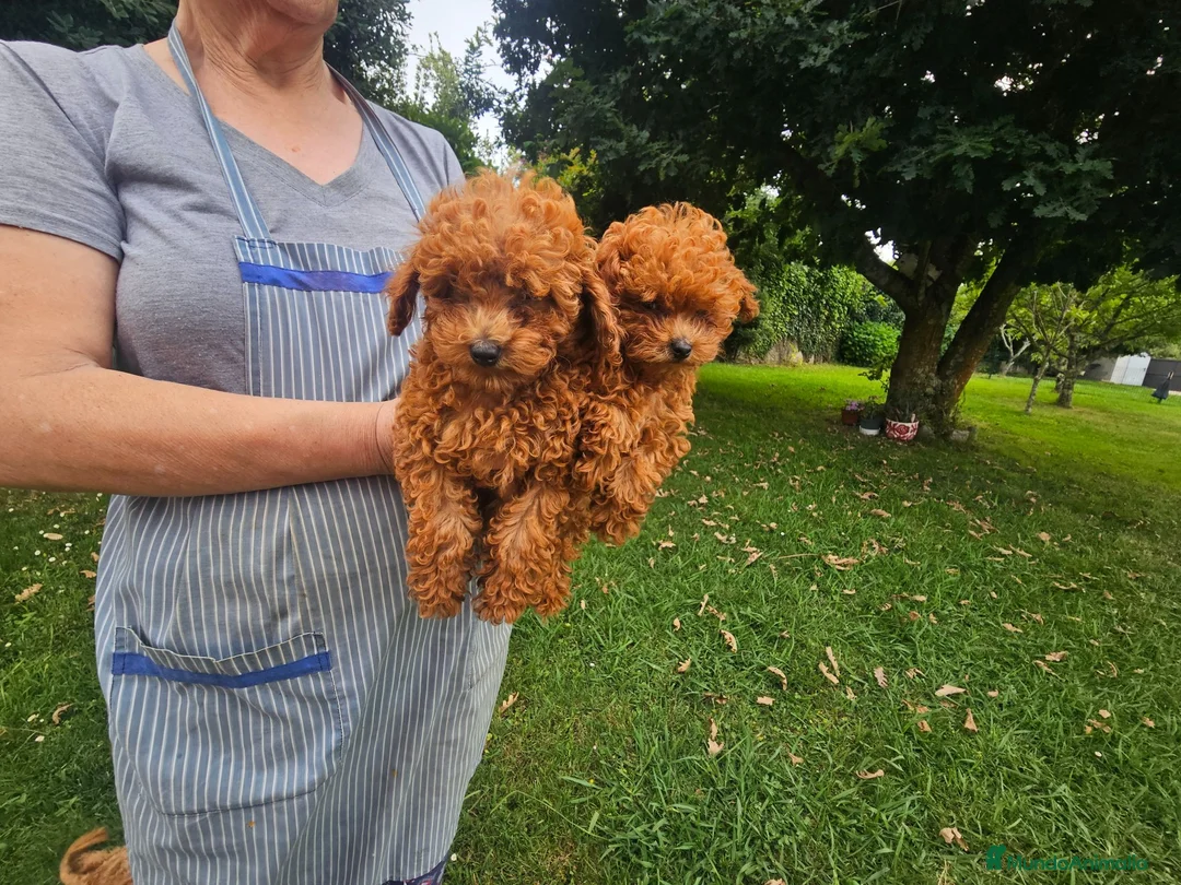 Caniche Toy perros en venta: Caniche toy (microtoy/ teacup) - Anuncio 3