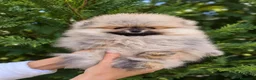 Pomerania perros en venta: Pomerania machos de líneas exclusivas y exóticas - Anuncio 13