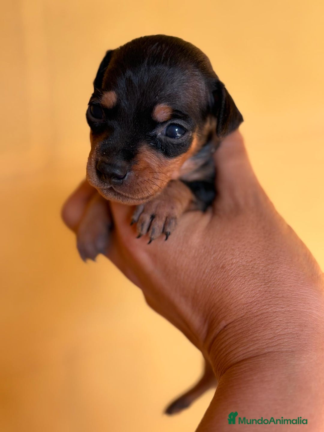 Pinscher Miniatura perros en venta: Pinscher miniatura  - Imagen 5