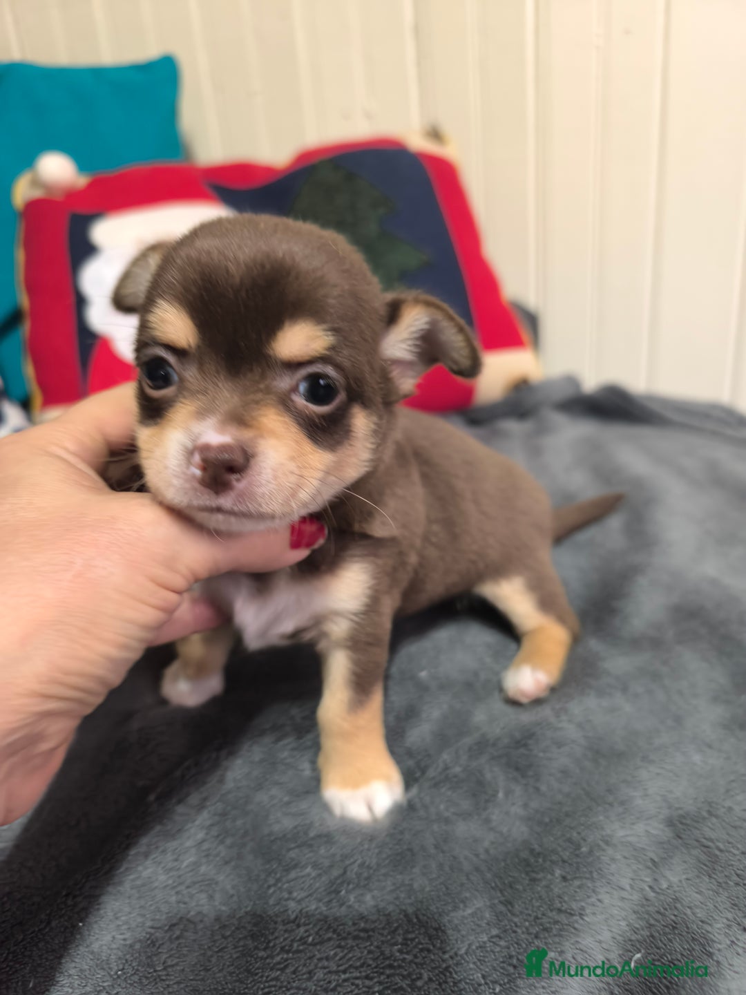 Chihuahua perros en venta: Chihuahua en Curtis La Coruña  - Anuncio 3