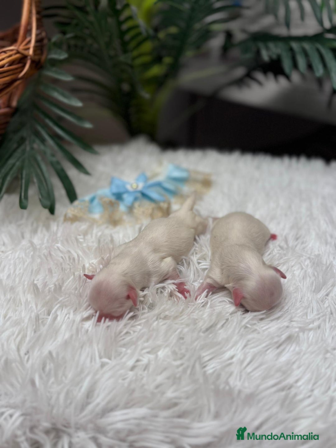 Bichón Maltés perros en venta: BICHON MALTES - Anuncio 11