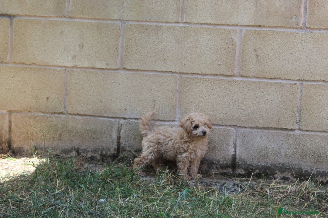 Caniche Enano perros en venta: Caniche enana  - Imagen 6