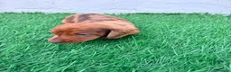 Teckel Miniatura perros en venta: Teckel miniatura merle chocolate  - Anuncio 3