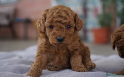Caniche Toy perros en venta: ❤️ Atom y Solana – Caniches toy rojos  🐾 - Imagen 2