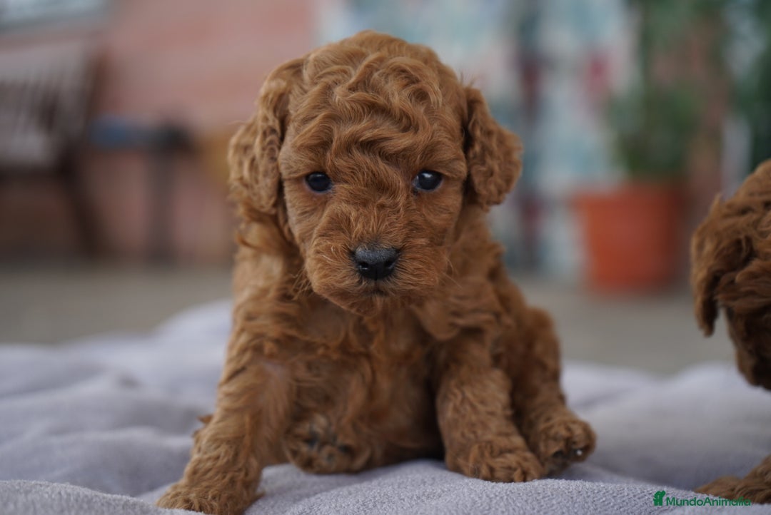 Caniche Toy perros en venta: ❤️ Atom y Solana – Caniches toy rojos  🐾 - Imagen 2