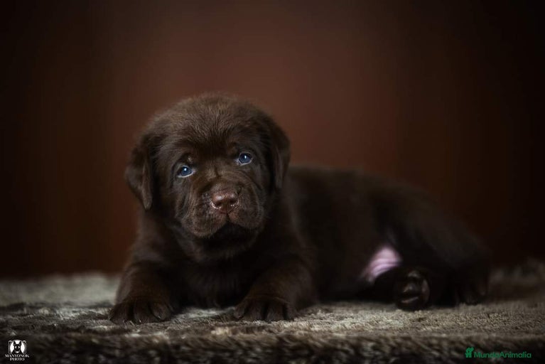 Imagen de galería {{count}}