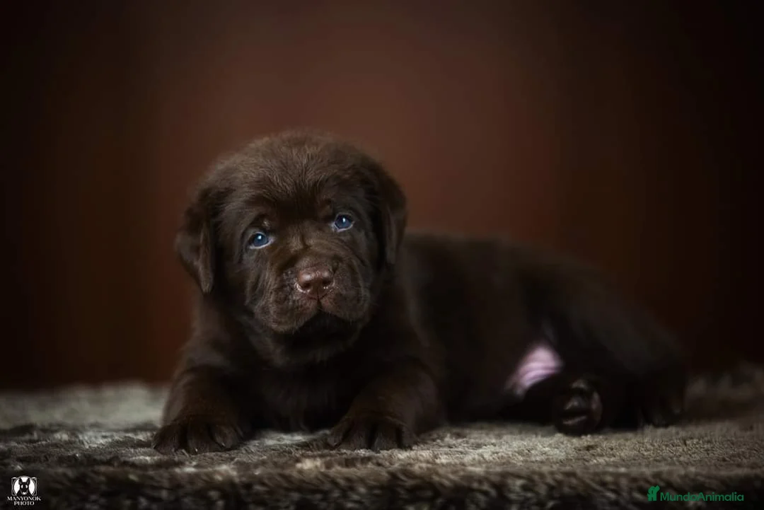 Imagen de galería {{count}}