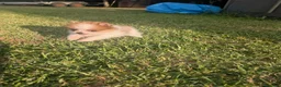 Pomerania perros en venta: Pomerania cariñosa - Anuncio 2