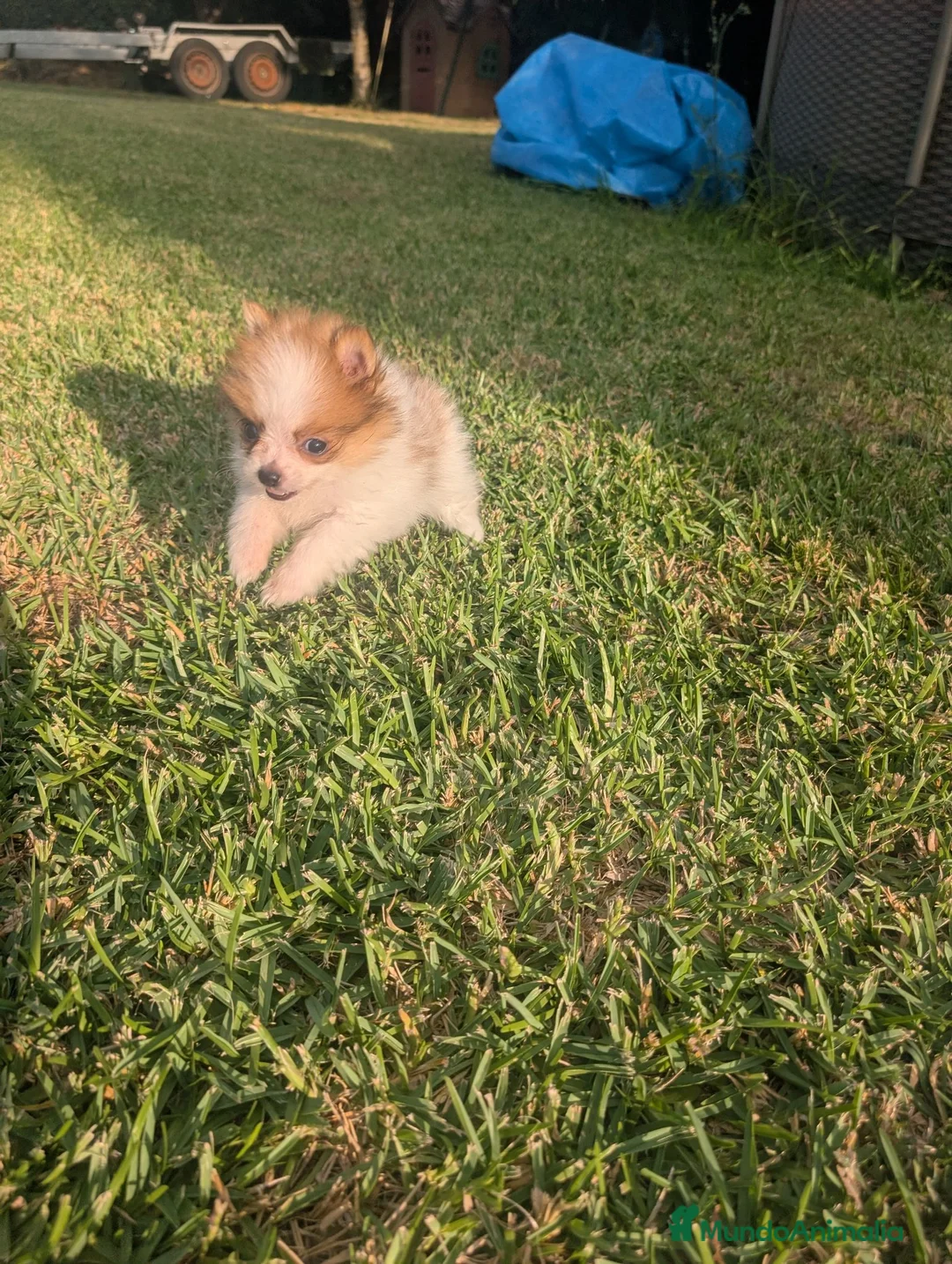 Pomerania perros en venta: Pomerania cariñosa - Anuncio 2