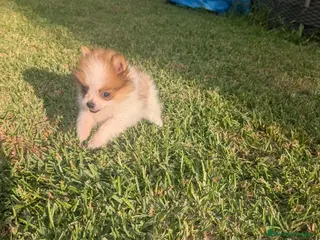 Pomerania perros Pomerania cariñosa - Anuncio 1