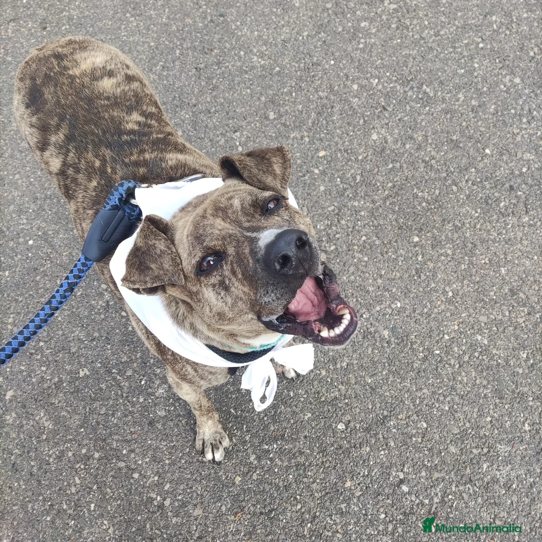 American Pit Bull Terrier perros en adopcion: TIGRE 🥰❤️ en Adopción  - Anuncio 1