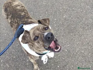 American Pit Bull Terrier perros TIGRE 🥰❤️ en Adopción - Anuncio 1