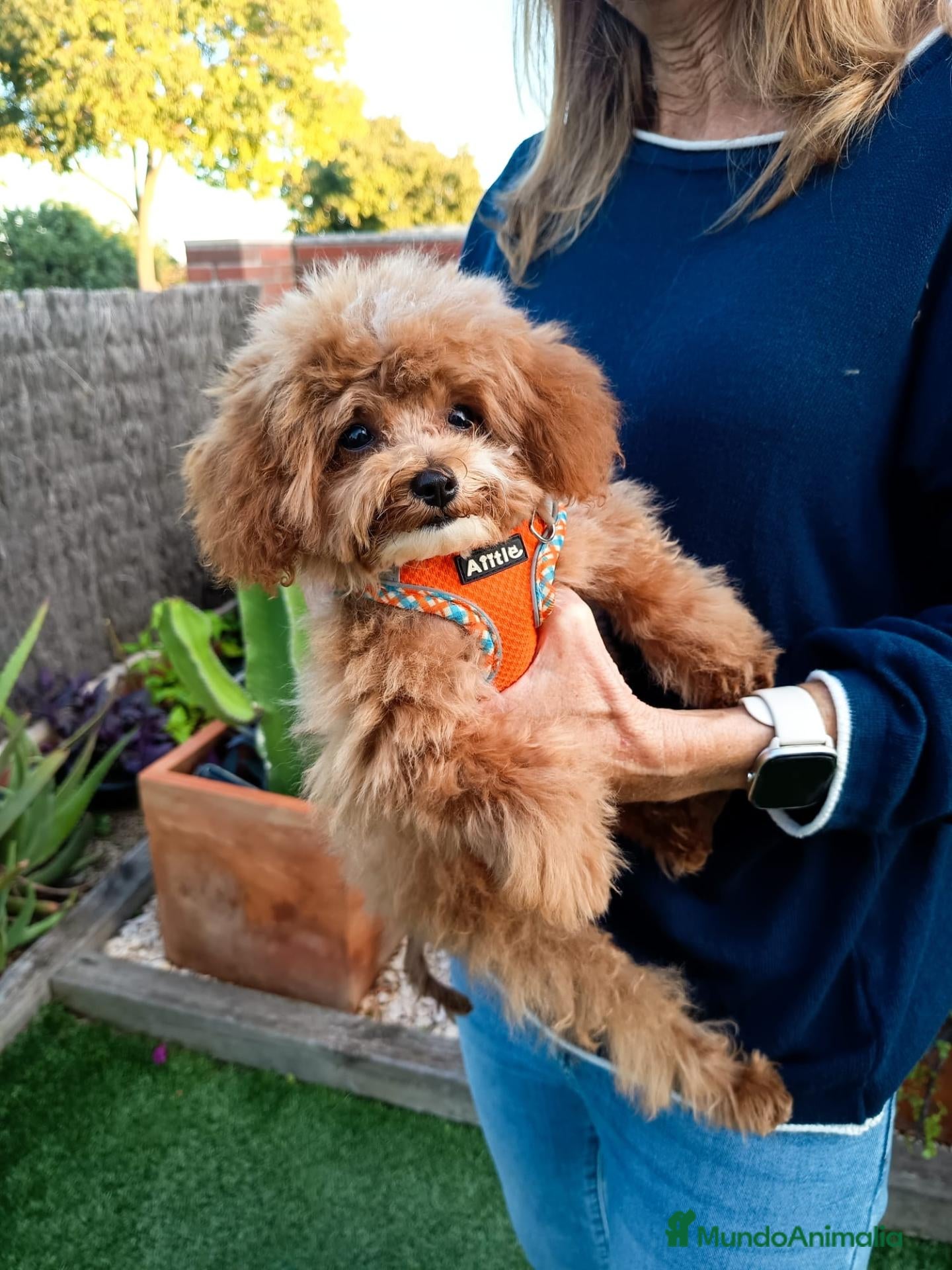 Maltipoo perros Maltipoo toy - Anuncio 2