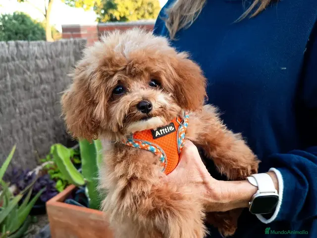 Maltipoo perros en venta: Maltipoo toy - Anuncio 2