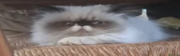 Persa gatos en venta: Gatitos persas mallorca - Anuncio 2