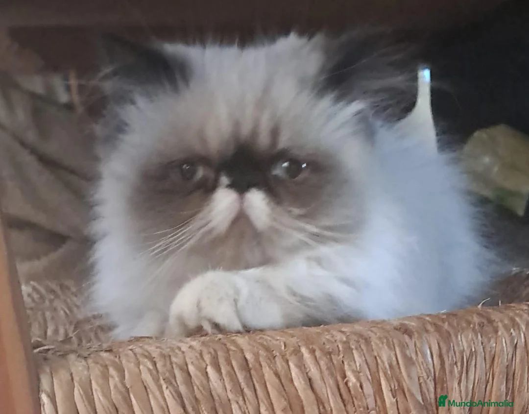 Persa gatos en venta: Gatitos persas mallorca - Anuncio 2