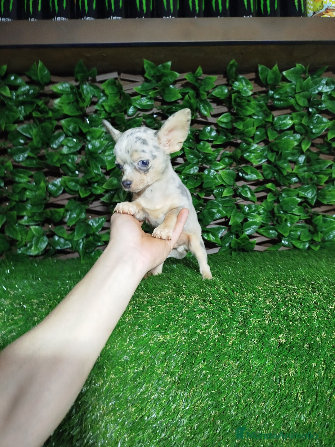 Chihuahua perros en venta: Chihuahua toy  - Anuncio 1
